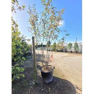 Amelanchier lamarckii 300-350 cm